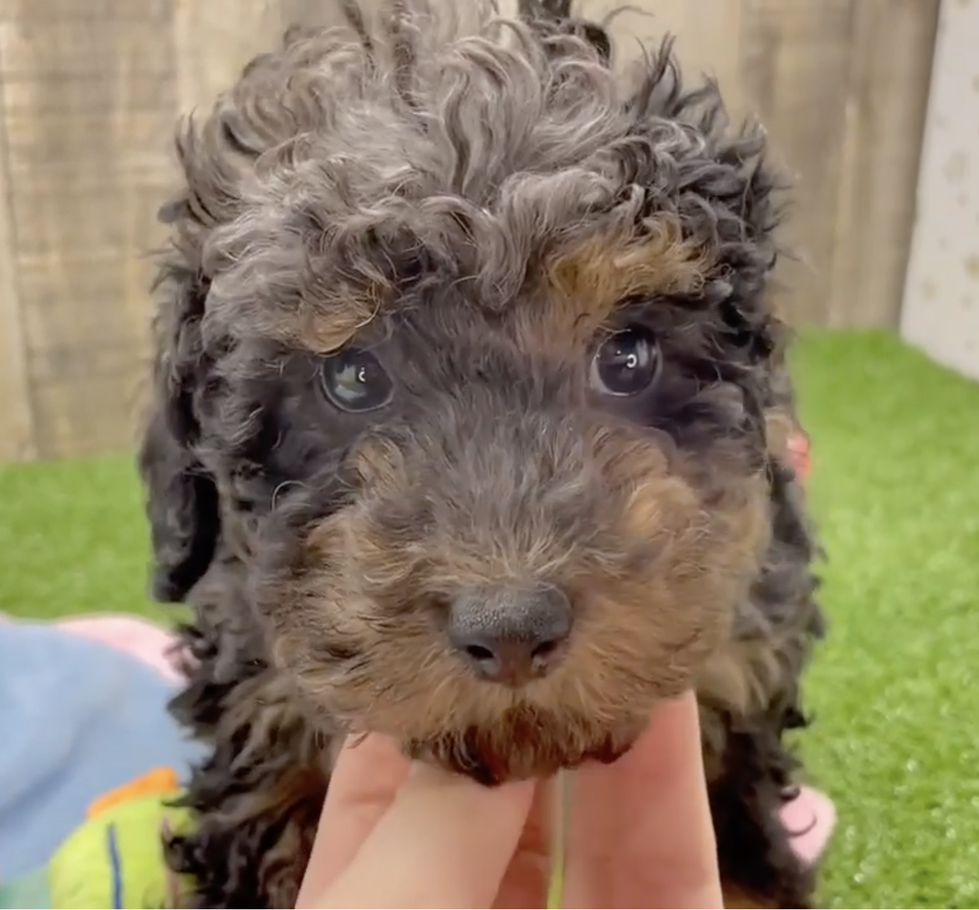 Poodle Puppy For Sale - Fairfield Furbabies